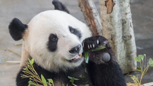 Lakeudelle Ähtäri Zoo Pyry Panda syömässä bambua