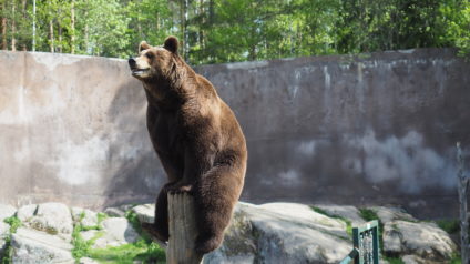 Lakeudelle Ähtäri Zoo karhu kiivenneenä puun nokkaan
